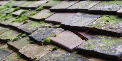 Cardinals Green roof repair costs